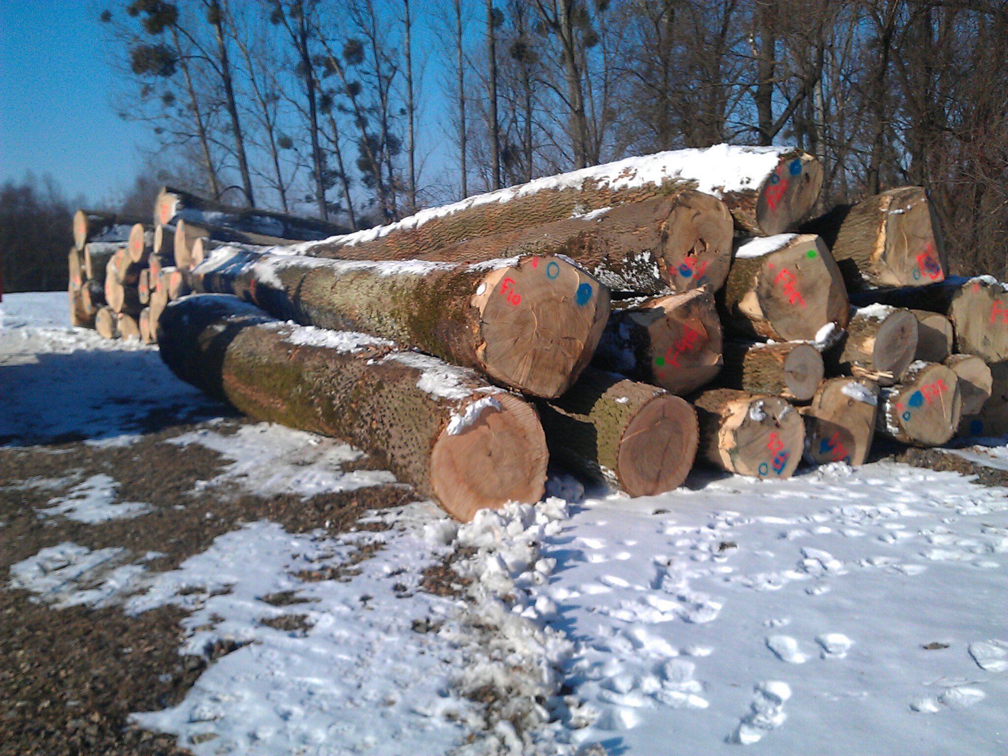 Price of walnut logs